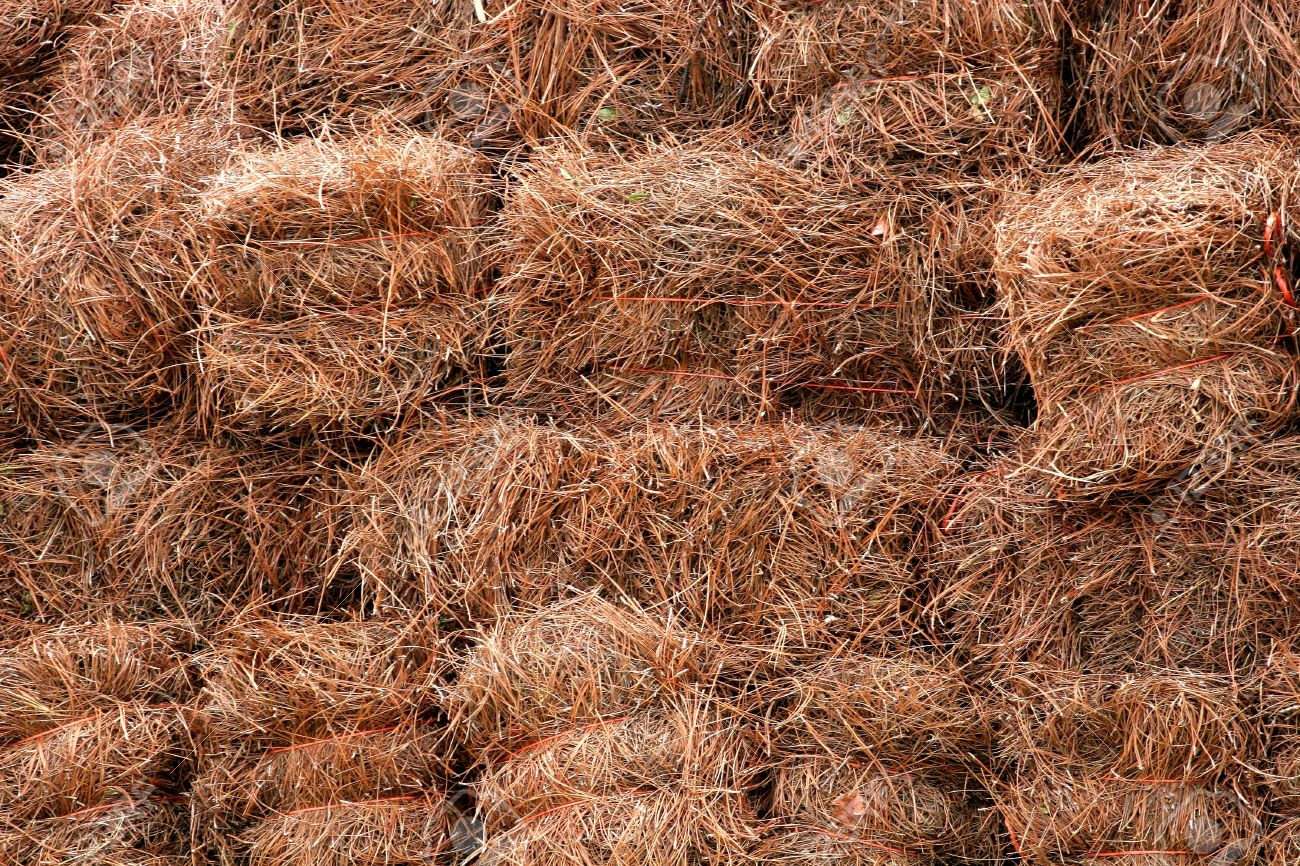 Premier Bale of Longleaf pine straw