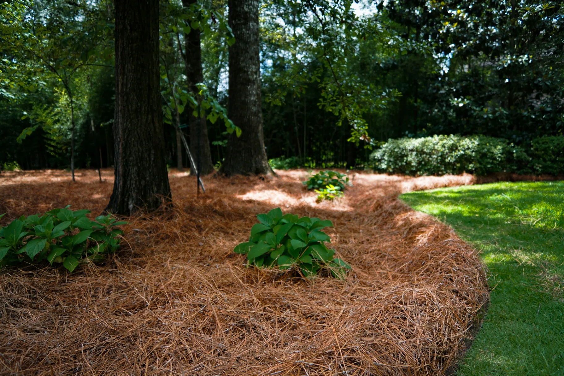 Freshly installed longleaf pine straw around landscaped beds