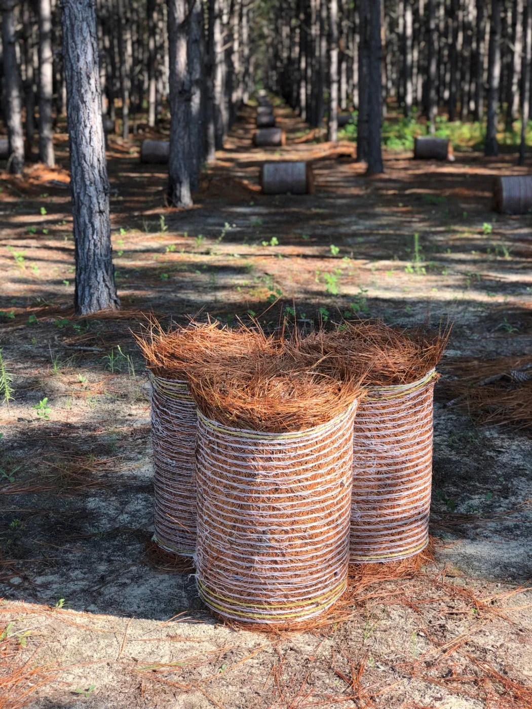 Standard Pinestraw Rolls