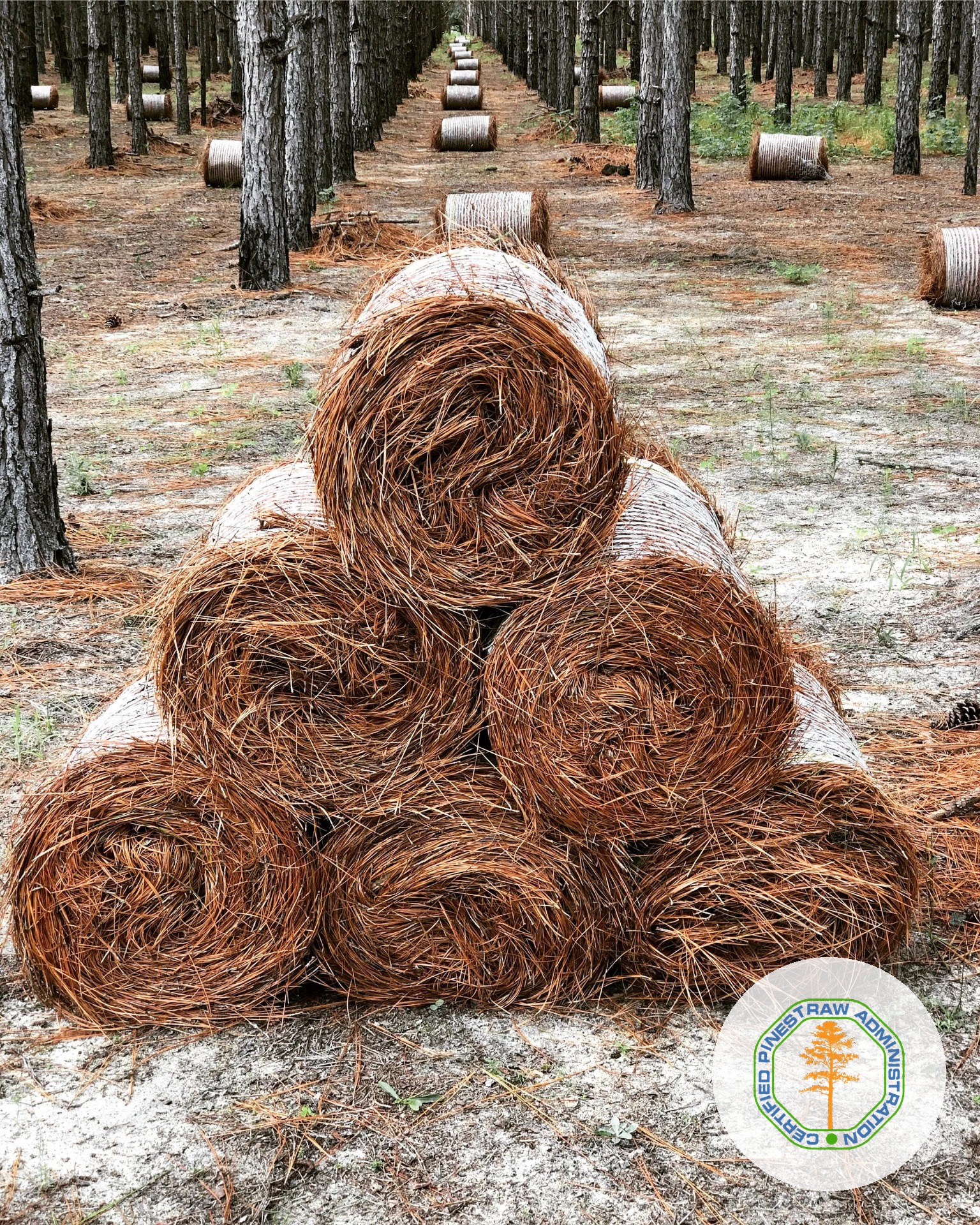 Premier Pinestraw rolls stacked
