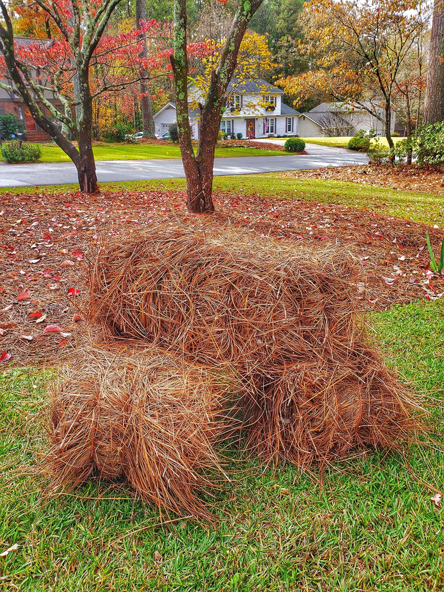 Premier Bales